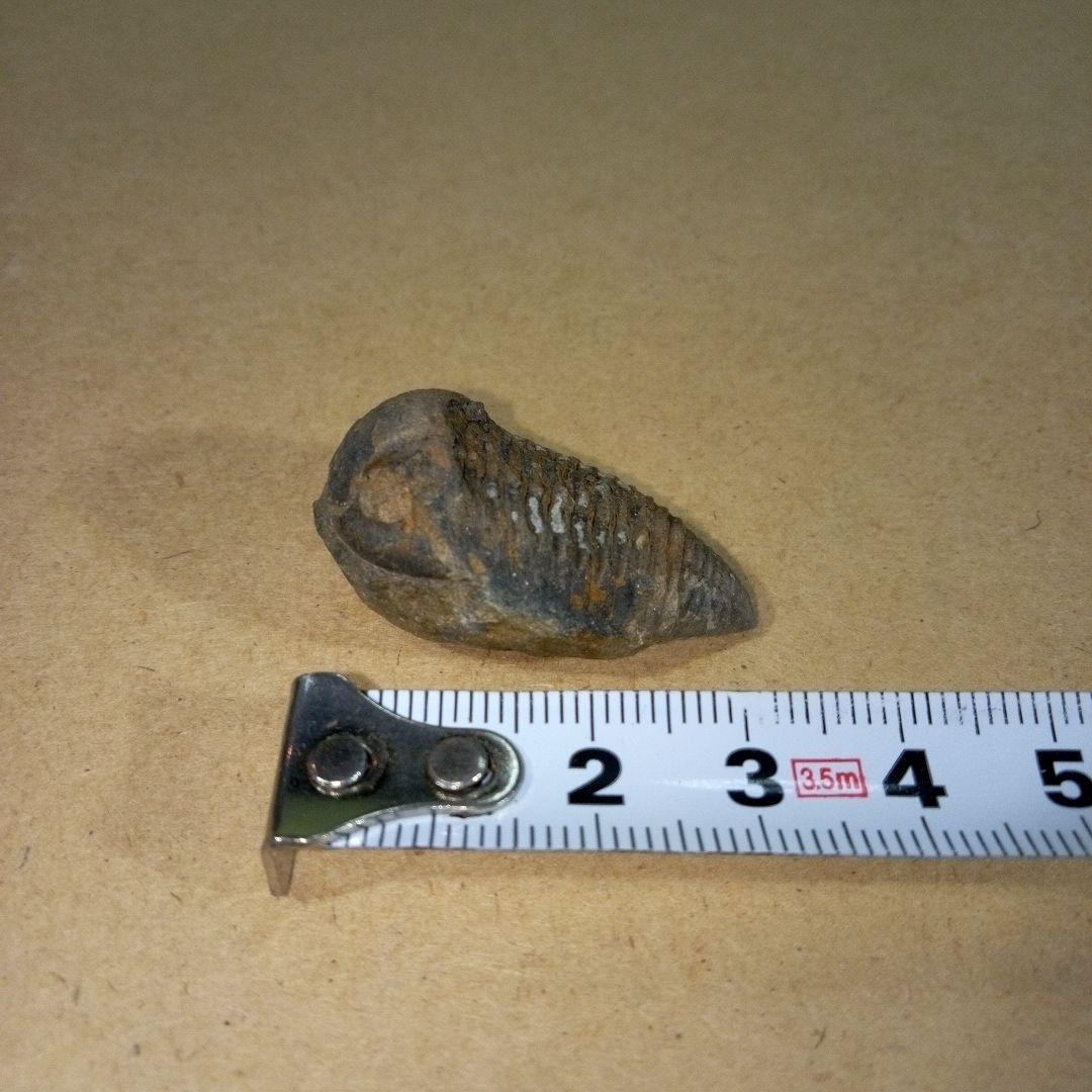 三葉虫　化石　三葉虫化石　究極のレトロ　fossil　ボリビア産　化石管理番号⑯