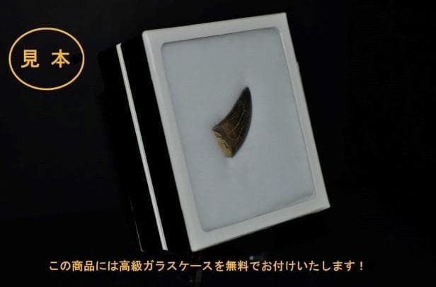 超絶希少！伝説的なギガノトサウルスの歯！　値段交渉可能
