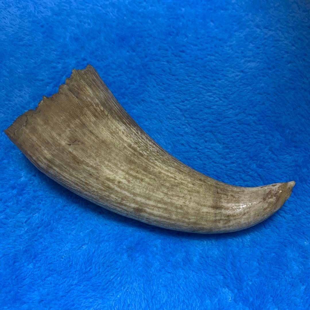鯨の歯