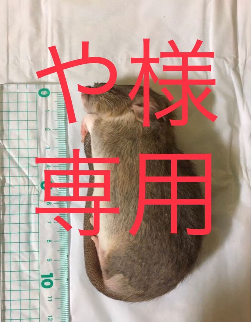 爬虫類・両生類のエサ SM20 M20 ML30