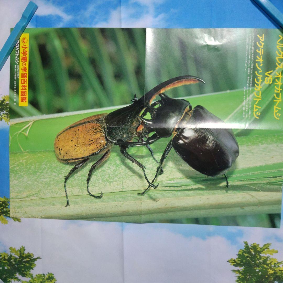 昆虫図鑑付録未使用折りたたみポスター 付海外カブトムシ＆クワガタ昭和58年当時品