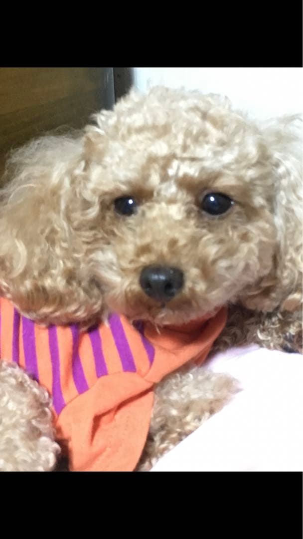 miniさま  確認用　その②