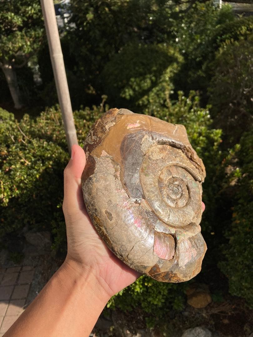 北海道　中川　大きな虹色ハウエリセラス　化石　恐竜