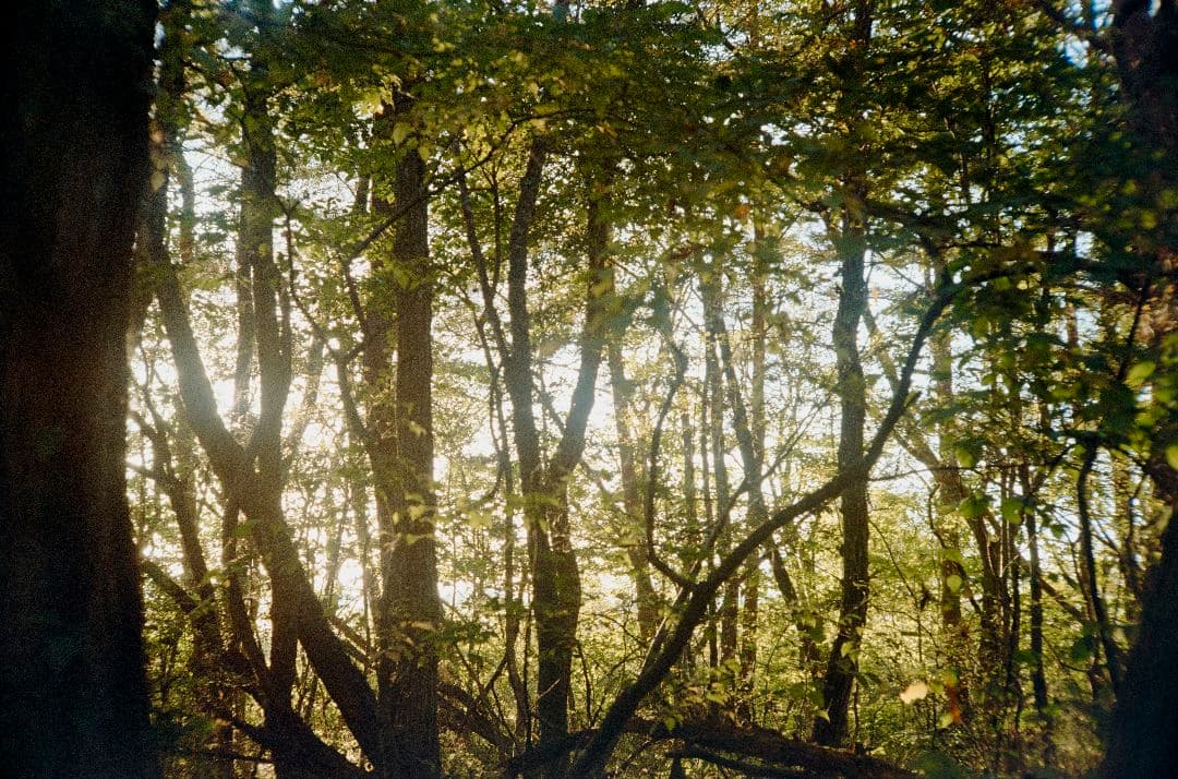 フィルムカメラ YASHICA ELECTRO 35 GL