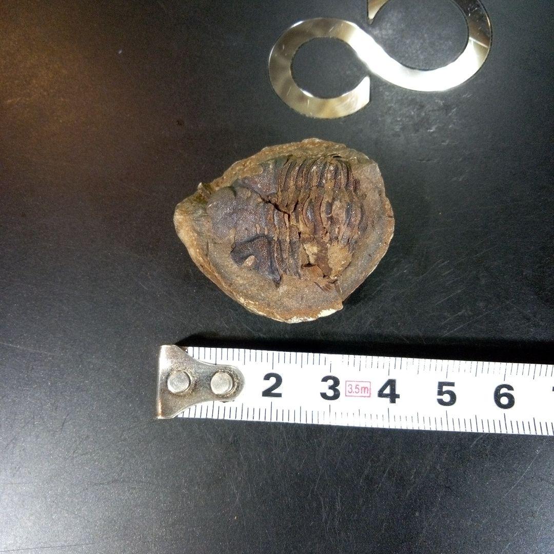三葉虫　化石　fossil　ボリビア産　trilobite　三葉虫判別➁