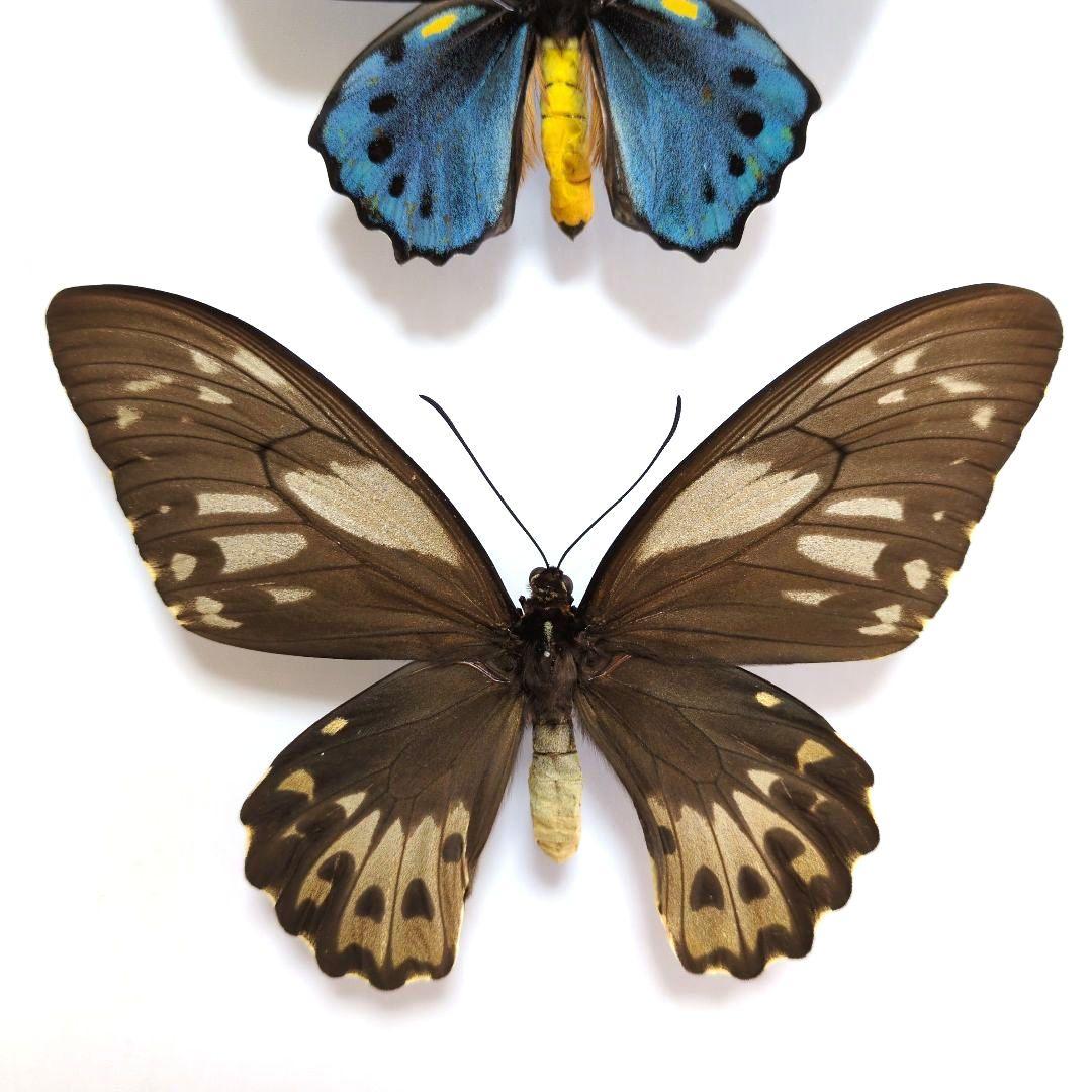 蝶標本　ヒメアオメガネトリバネアゲハ　ペア
