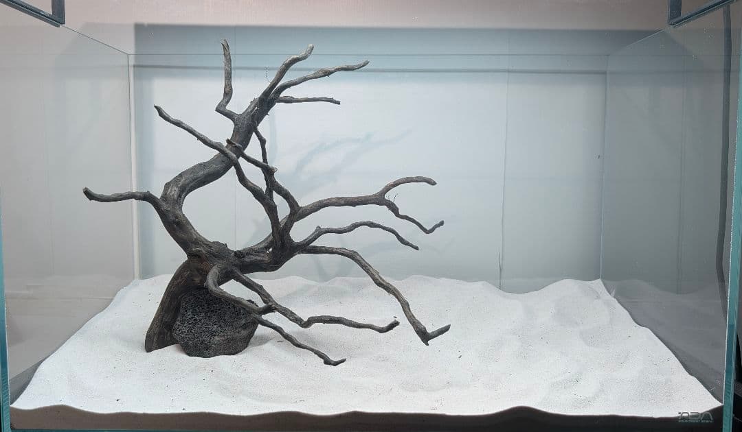 ブラックスマトラブランチ【BSB118】アクアリウム まとめ買い対応可 水槽