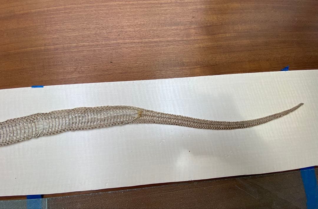 アオダイショウ抜け殻
