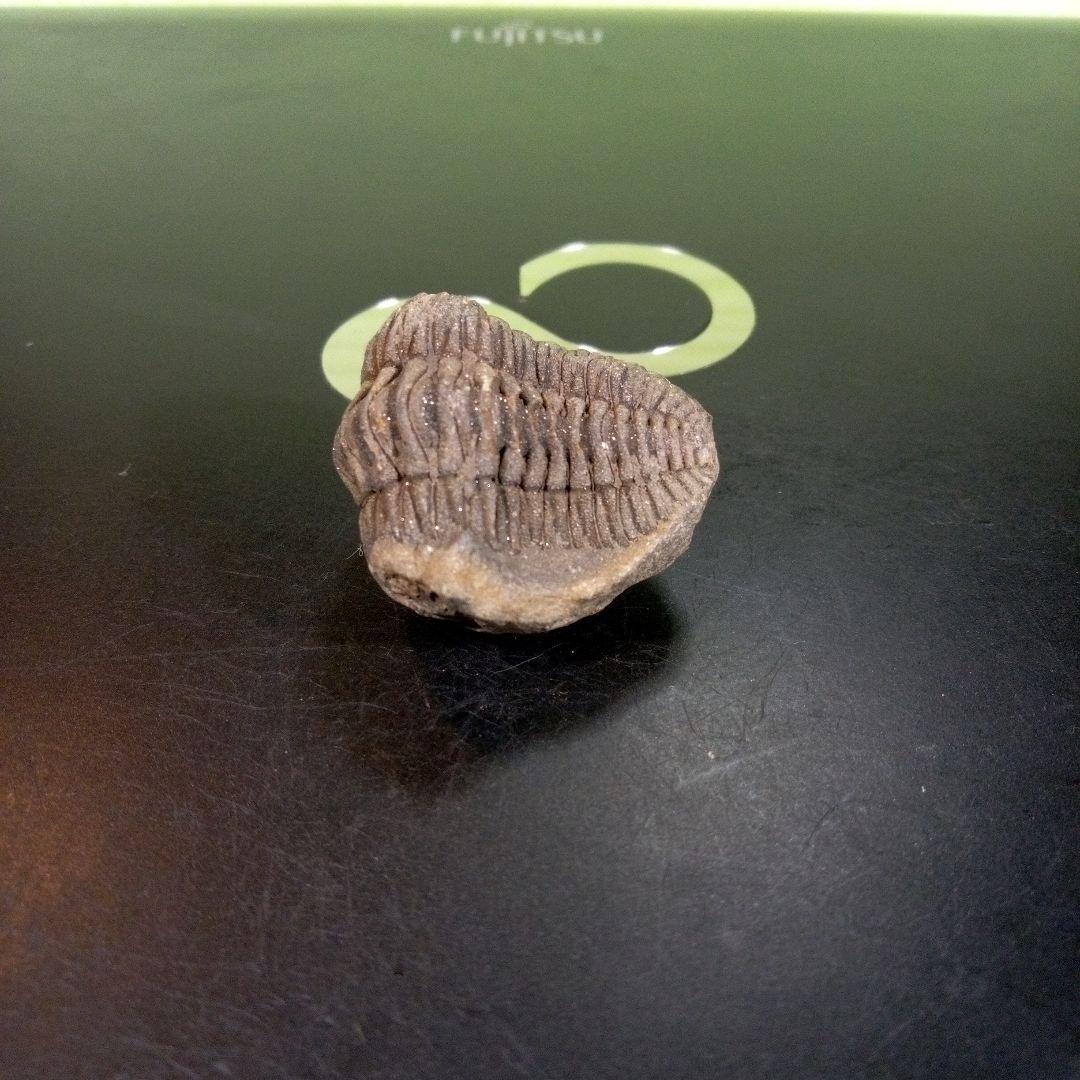 三葉虫　化石　fossil　ボリビア産　trilobite　三葉虫判別⑩