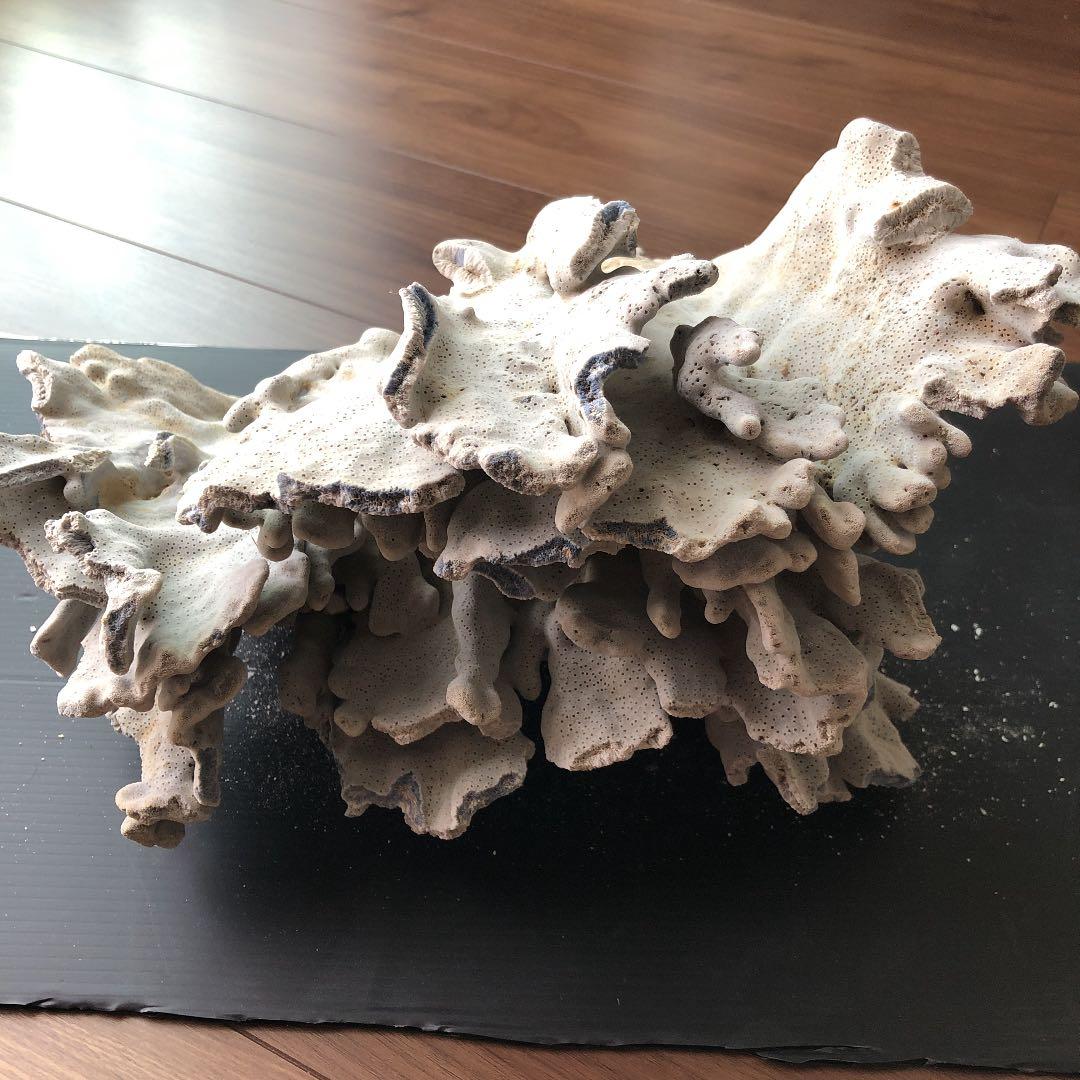 サンゴ　青珊瑚　ブルーコーラル　インテリア　オブジェ