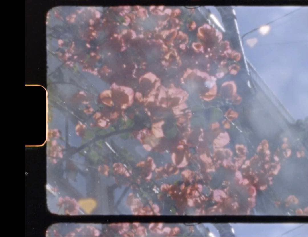 【tkd】Canon AUTO ZOOM 518SV SUPER8