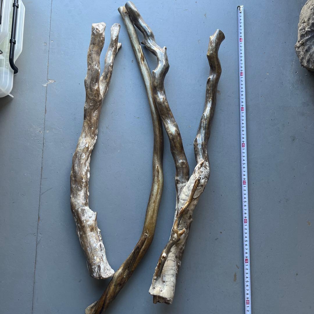 深海松　レインボーコーラル 根付け