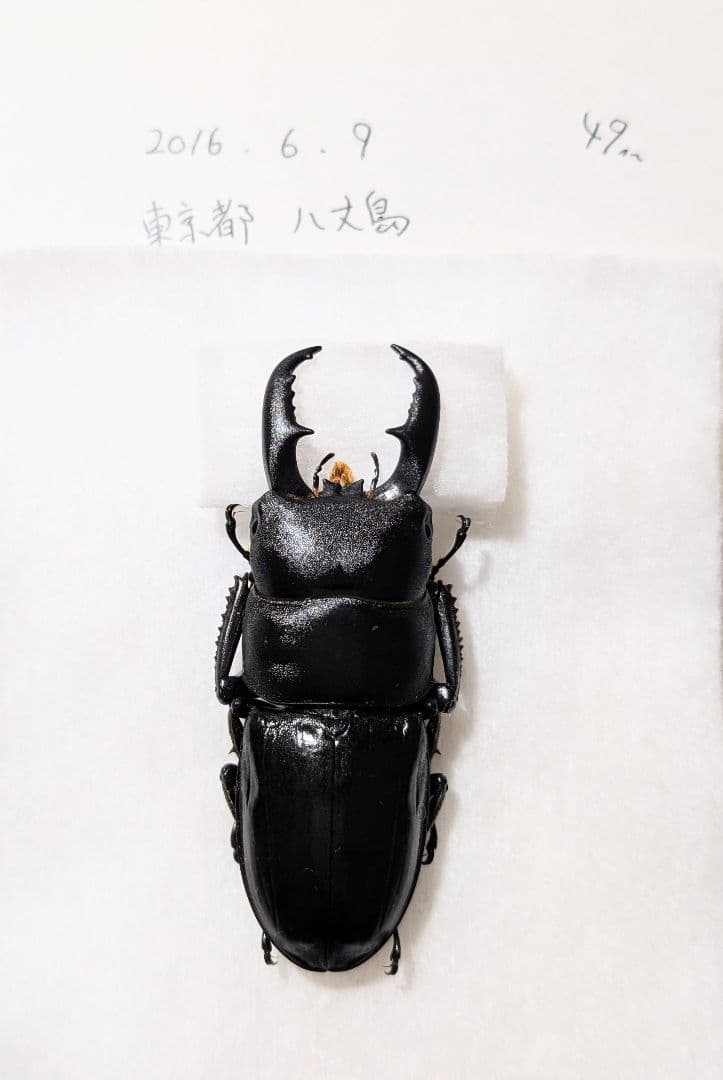 八丈　ハチジョウヒラタ