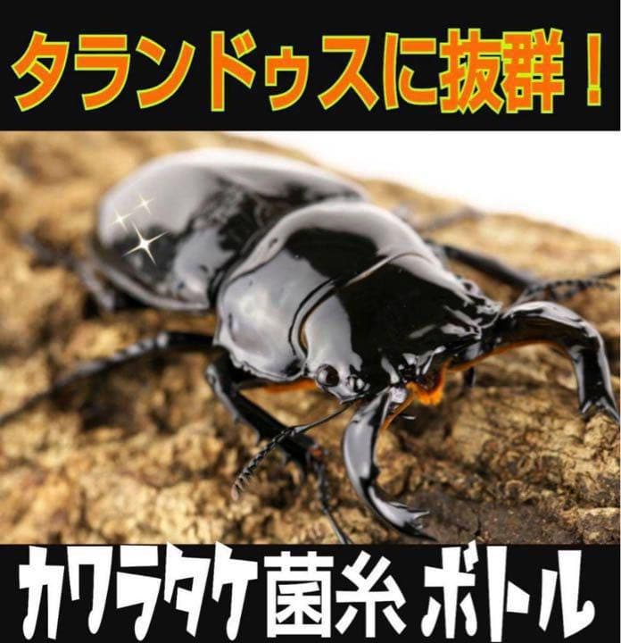 極上！カワラタケ菌糸瓶【5本】特殊アミノ酸強化配合！タランドゥス・オウゴンオニに