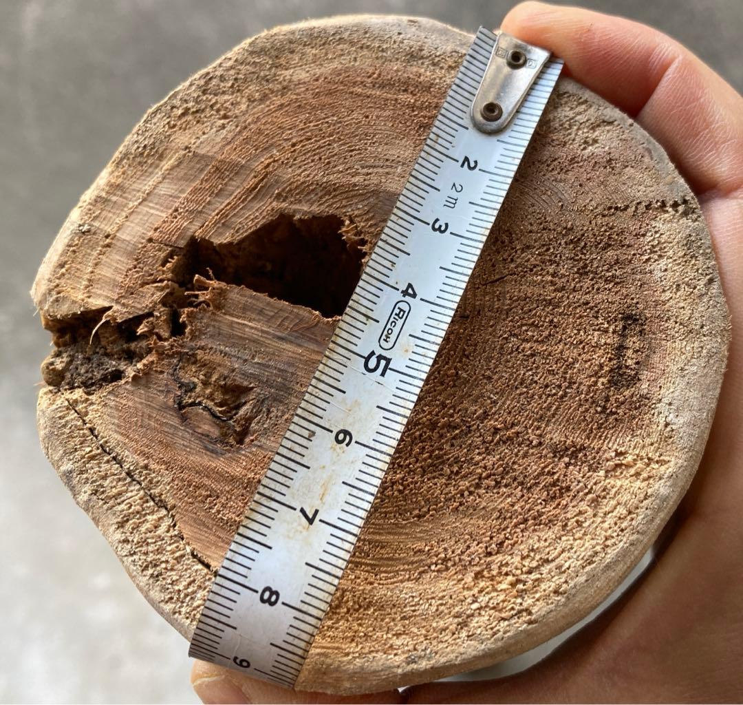 希少　樹齢150〜200年　杉枝　約126cm 鑑賞　庭　インテリア 骨董　華道