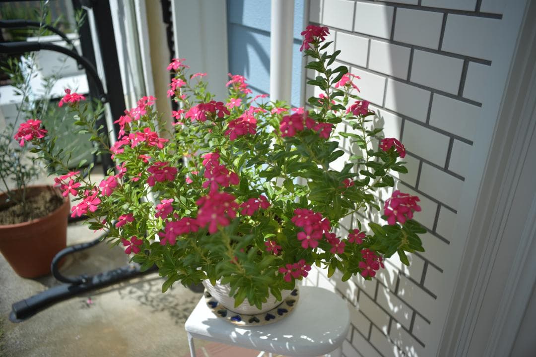 レンズ(単焦点) Nikon Ai Nikkor-H Auto 28/F3.5 L30