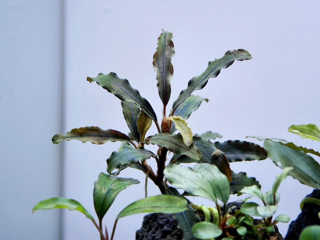 ブセファランドラ『１６種１６株』【完全水中葉【レア種入】※リピーター様はオマケ付