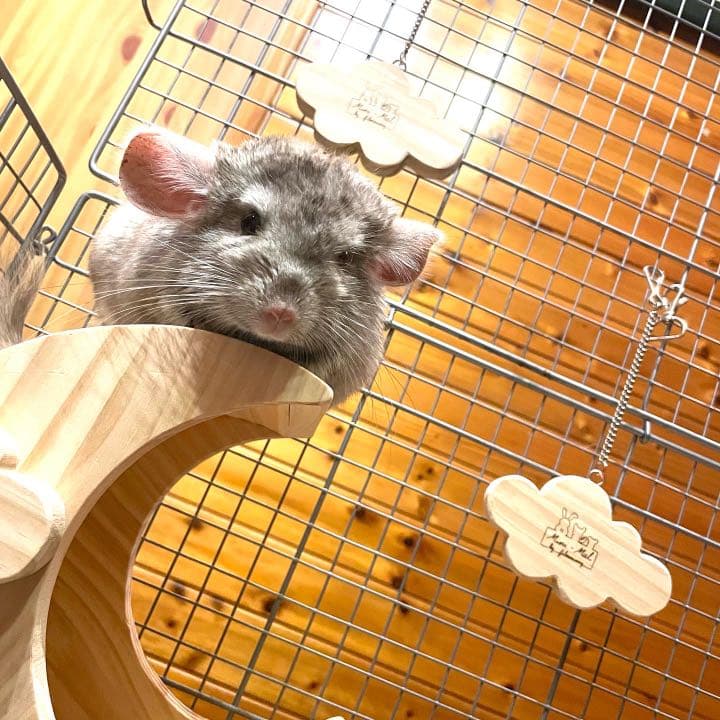 チンチラハウス  月 moon 小動物用 可愛い