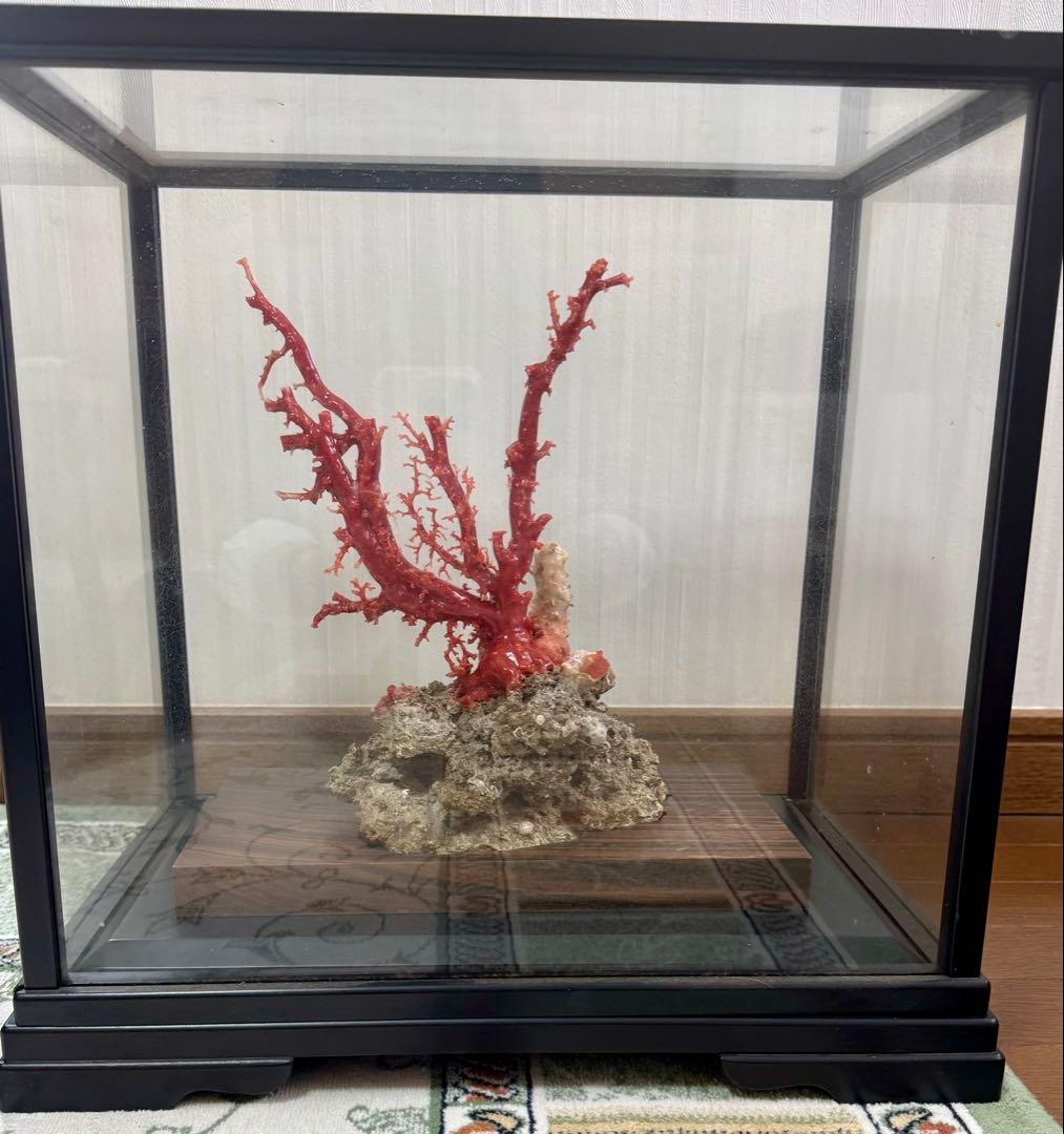 希少！＊血珊瑚＊天然 原木 サンゴ オブジェ 置物