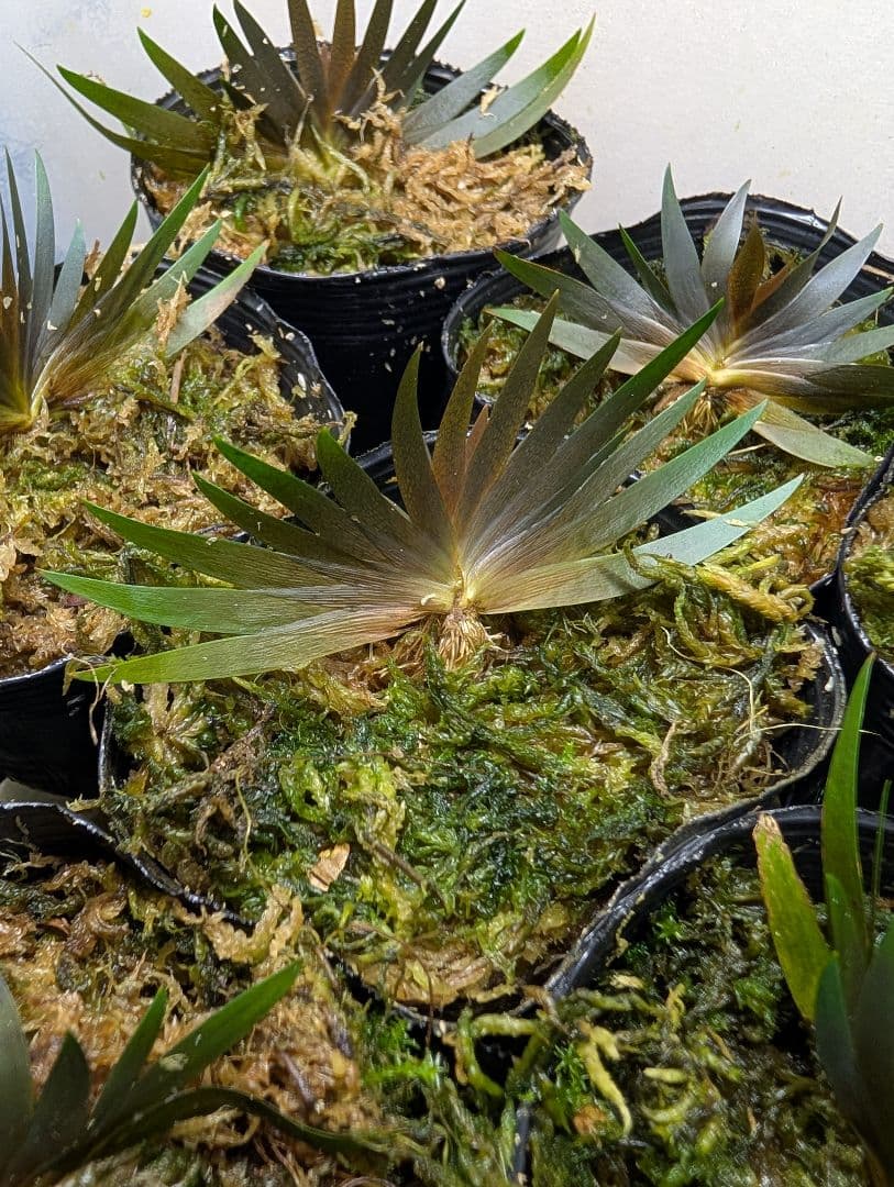 メルカリ便　◯xyris sp red水上葉1株　水草　ADA　水槽