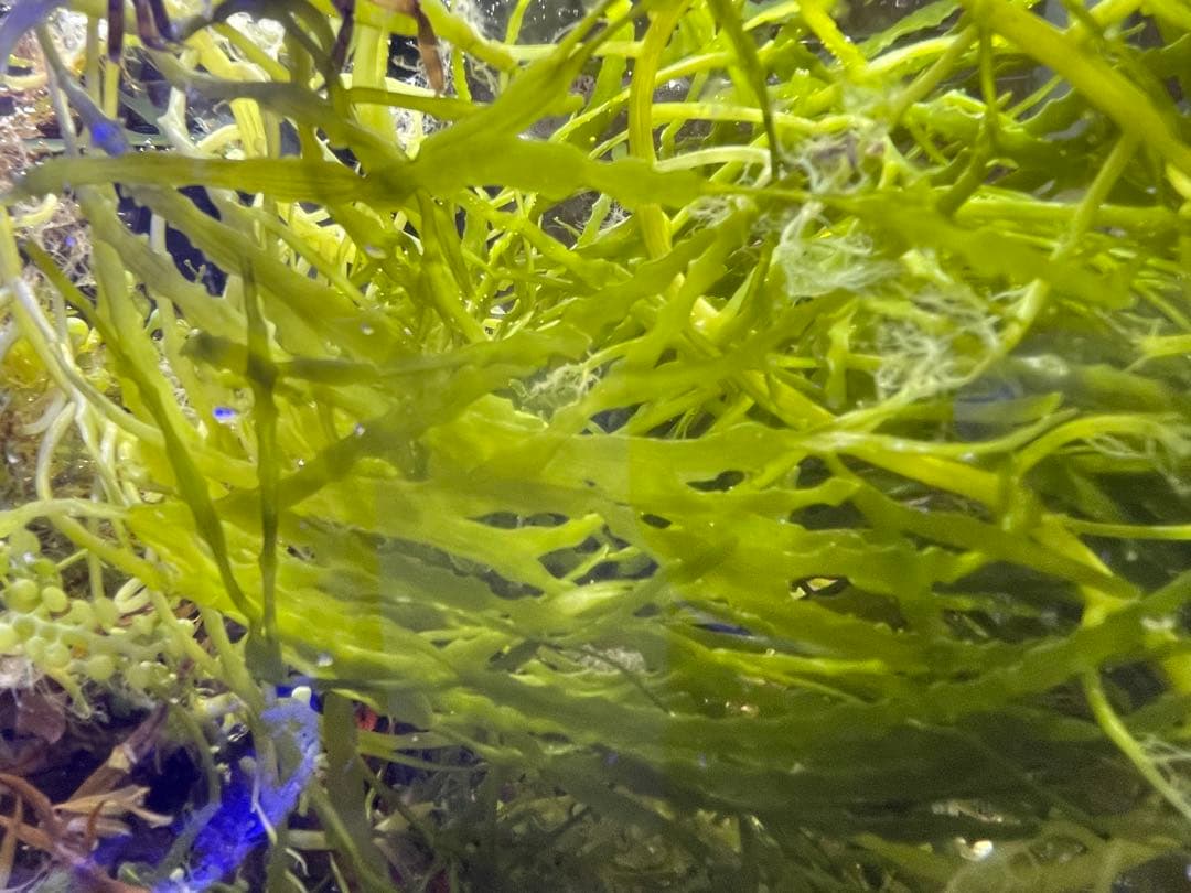 【匿名配送】　海藻　いろいろ　セット　宅急便