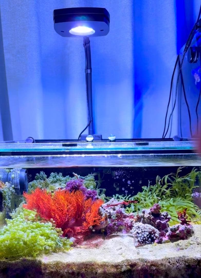 AI PRIME HD（プライムＨＤ）ブラック 水槽用ＬＥＤライト