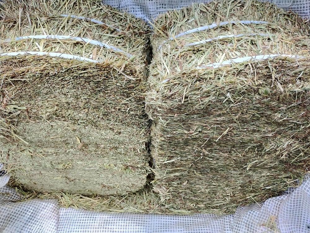 (2/9まで) カナダ産 チモシー 40kg スーパープレミアム １番刈