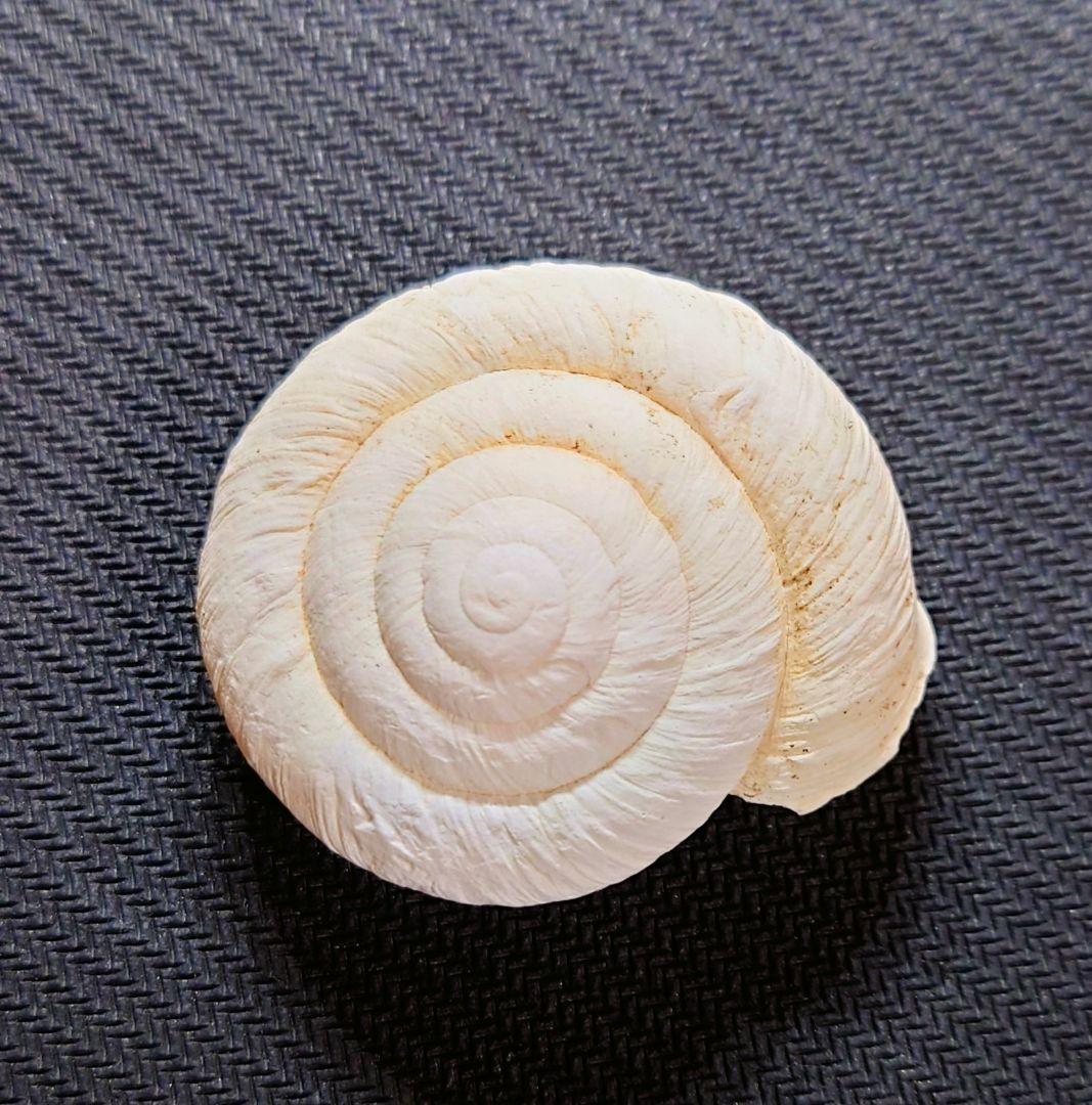 ヒロベソカタマイマイ　陸貝　半化石