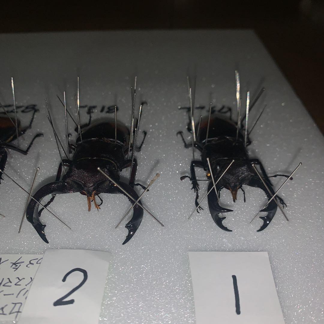 H.セアカ(パリー)フタマタクワガタ4体セット野外品75〜88㍉
