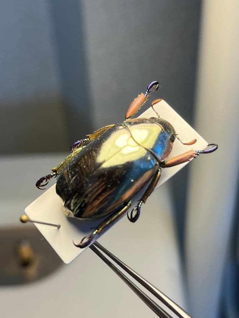 【27mm】クリサルギレアプラチナコガネ 標本カナブン ウグイスコガネ