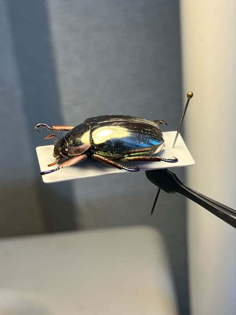 【27mm】クリサルギレアプラチナコガネ 標本カナブン ウグイスコガネ