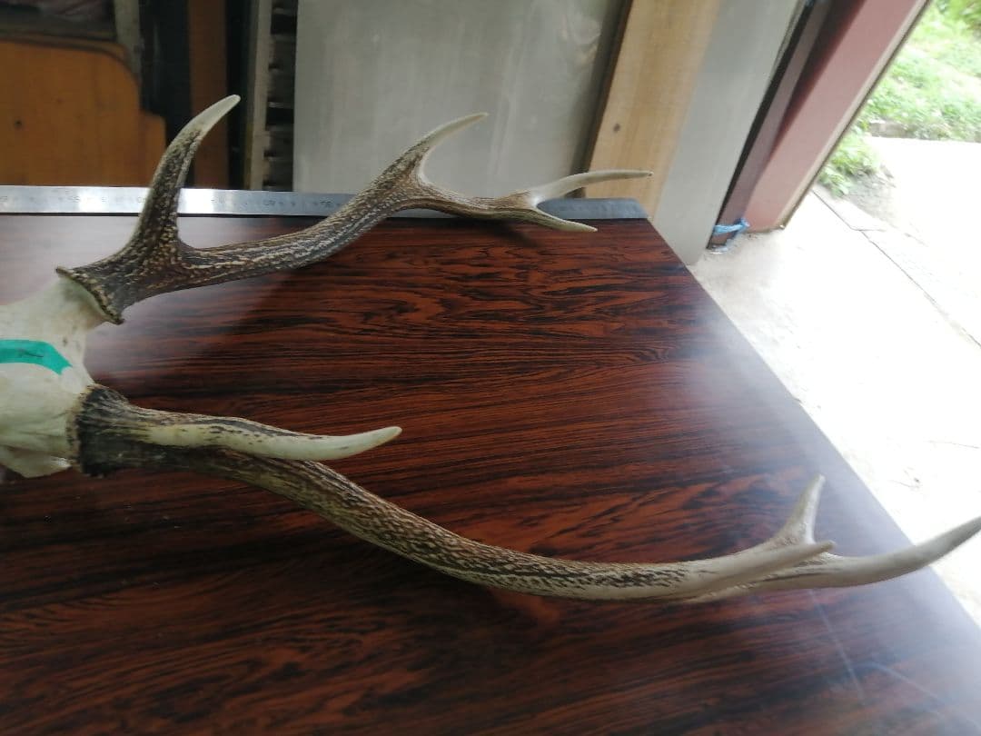 12　ニホンジカ　角　55cm 幅50cm