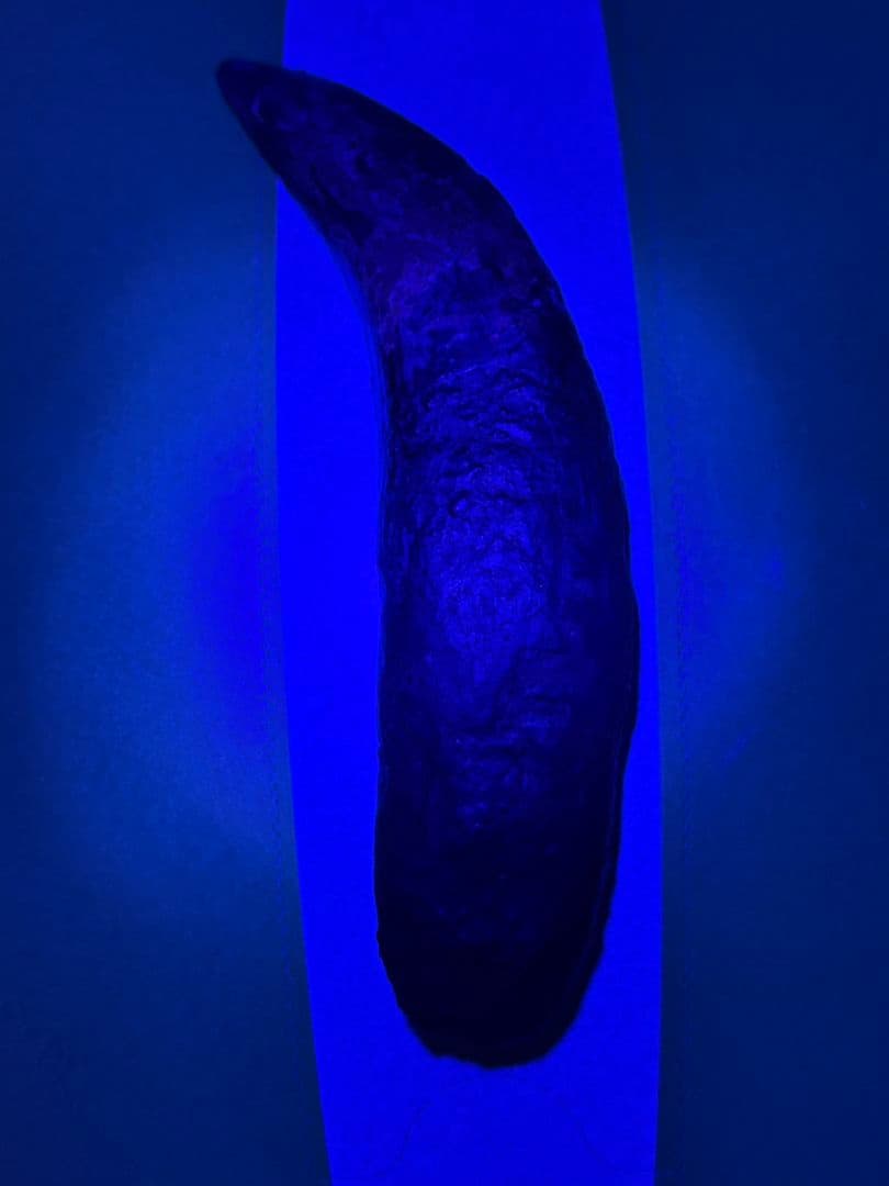 恐竜　歯　化石