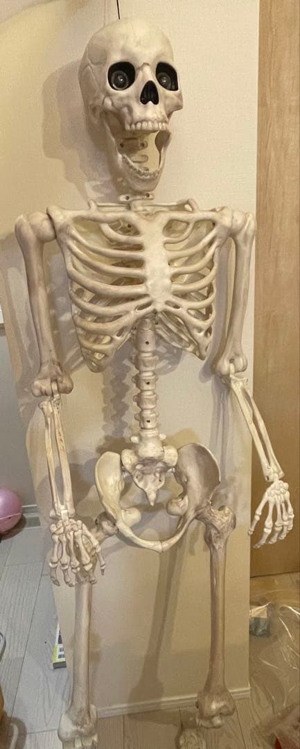 【デカすぎ！】ガイコツ　ハロウィン　人体模型　骨　ハロウィン　150cm
