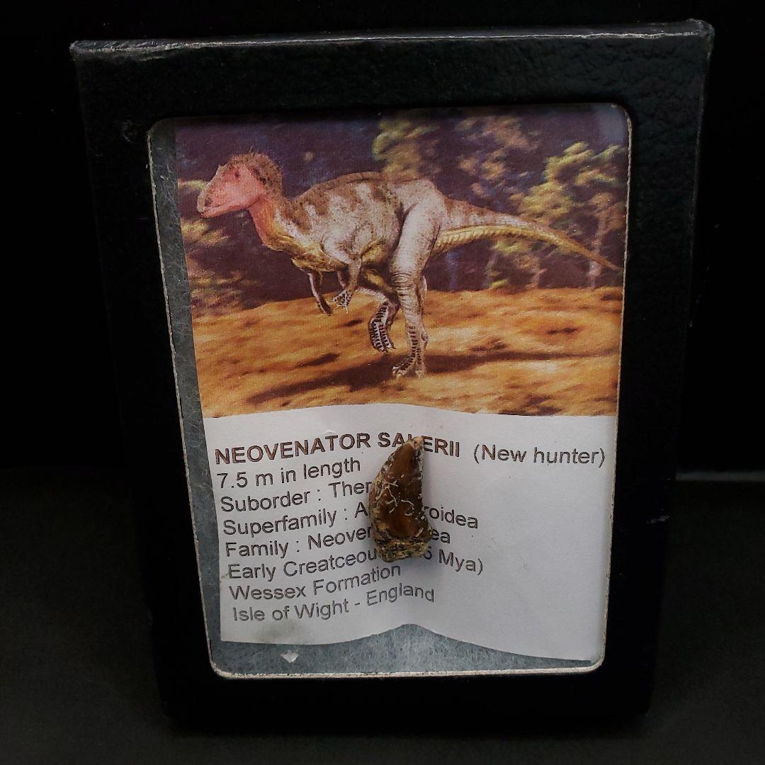 希少 ネオヴェナトル 化石 歯 恐竜 本物 ワイト島産 21.26mm fr83