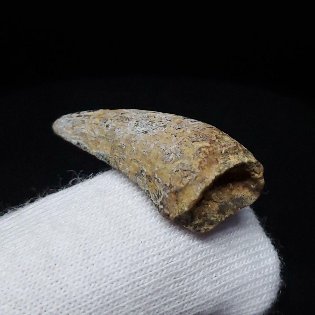 希少 ネオヴェナトル 化石 歯 恐竜 本物 ワイト島産 21.26mm fr83