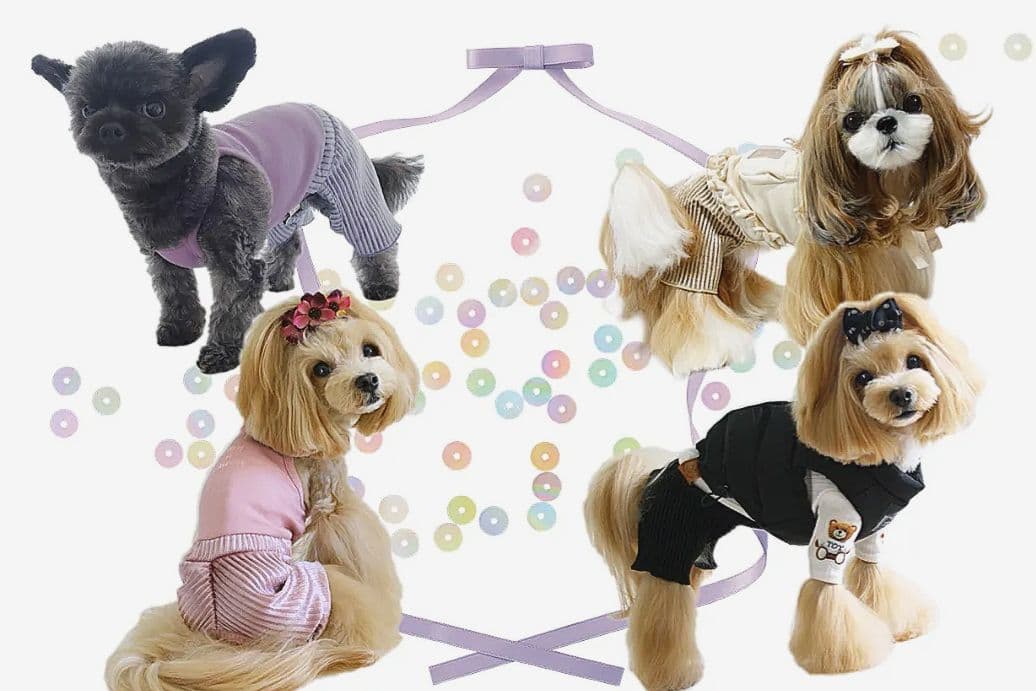 新品Choco Bears＆SWING PLEATS PTサーカスサーカス