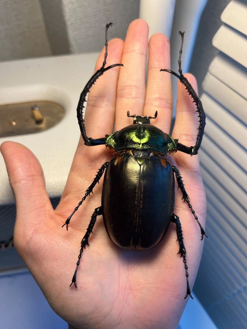 【73mm】ヤンソニーテナガコガネ　カメムシサシガメ甲虫昆虫標本ハムシフンチュウ