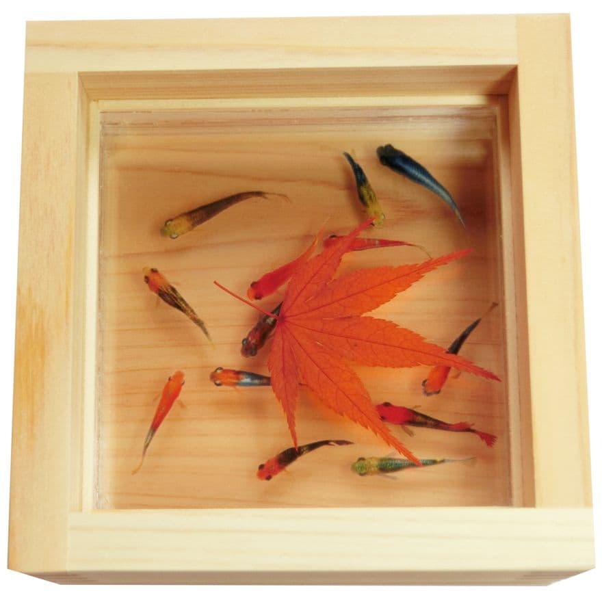 めだか メダカ アート 紅葉 プリザーブドフラワー 金魚 生き物 フィギュア