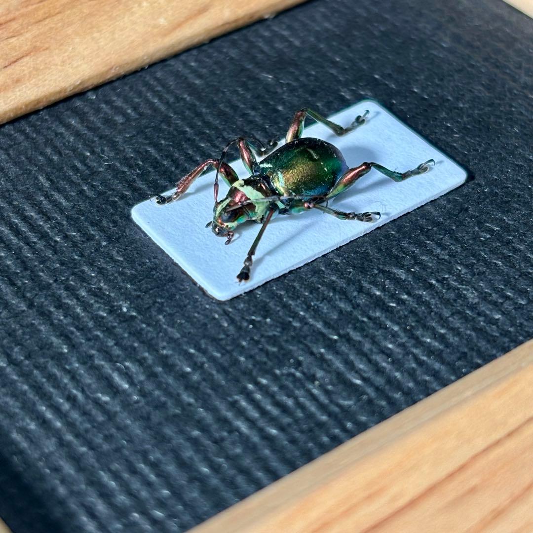 カタゾウムシにそっくりなカミキリムシ【標本】