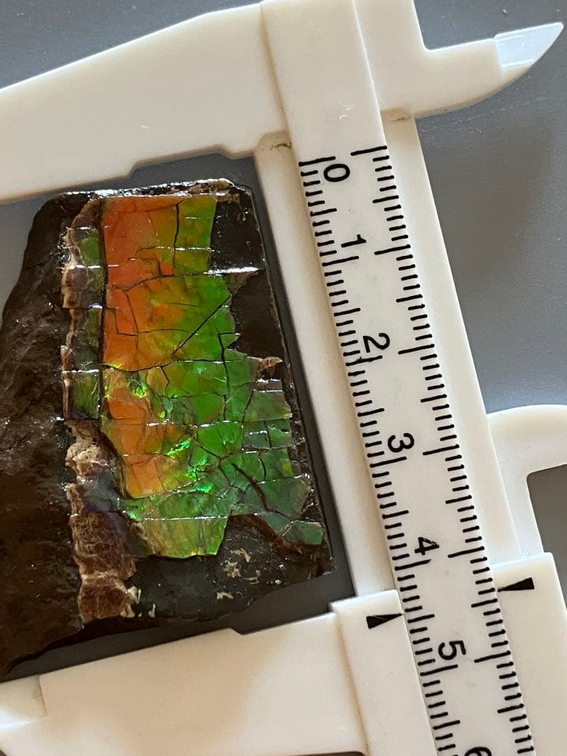 化石　原石　アンモライト　アンモナイト　幅4.4cm カナダ産　置物　箱付き