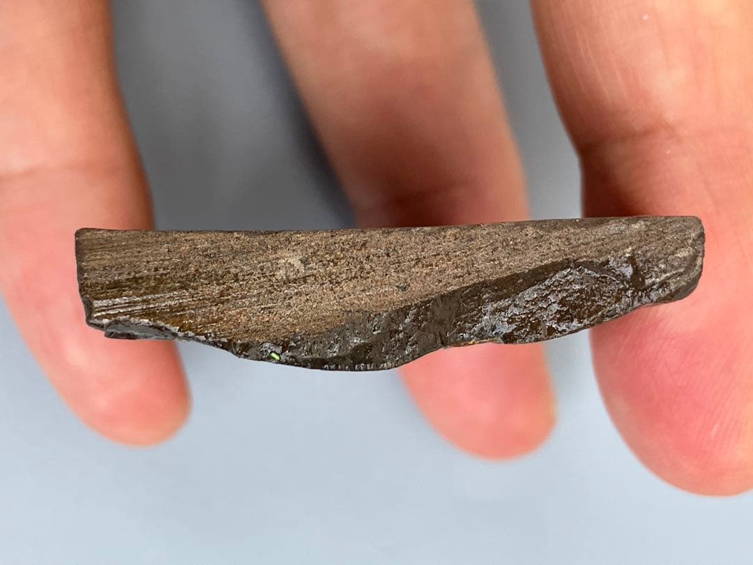 化石　原石　アンモライト　アンモナイト　幅4.4cm カナダ産　置物　箱付き