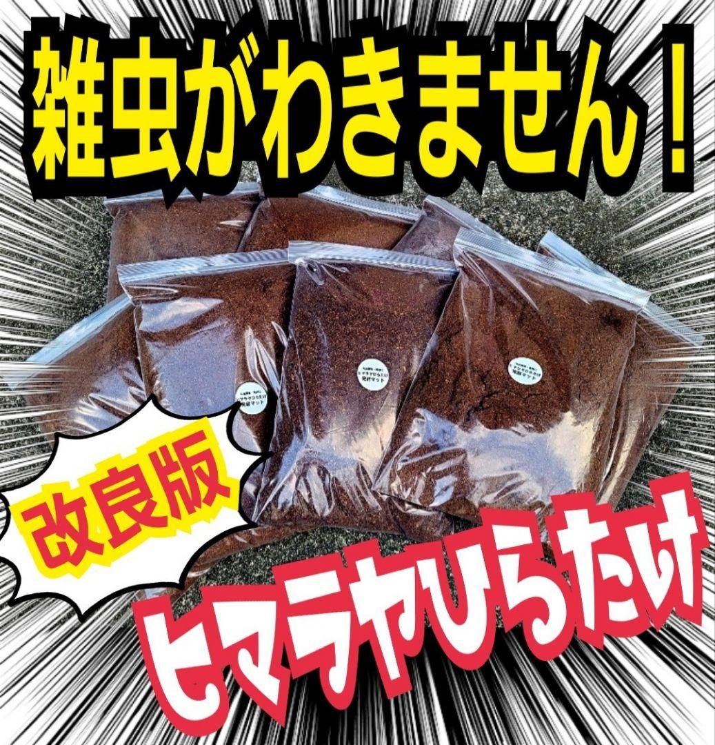 カブトムシ幼虫が大きくなります！ヒマラヤひらたけ発酵マット【6袋】雑虫わかない！