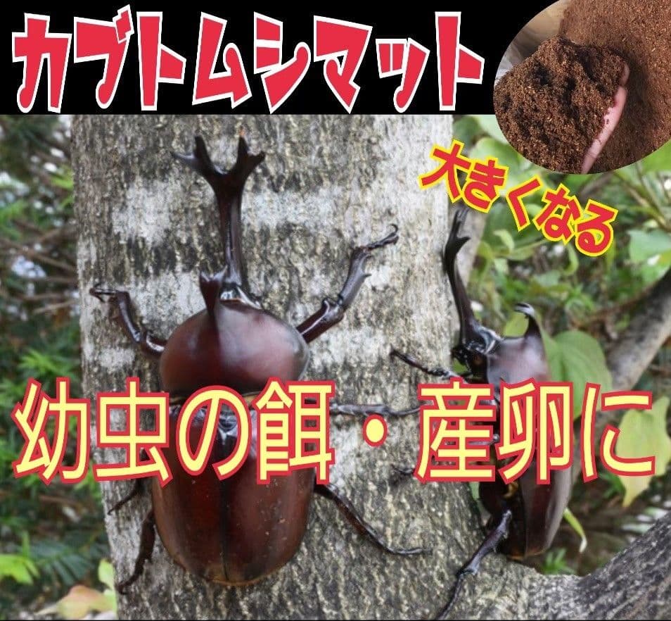 カブトムシ幼虫が大きくなります！ヒマラヤひらたけ発酵マット【6袋】雑虫わかない！