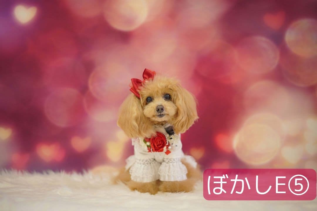 背景布【ハートO】サンプル　ペット撮影用フォトブース　バレンタインデー　縦長