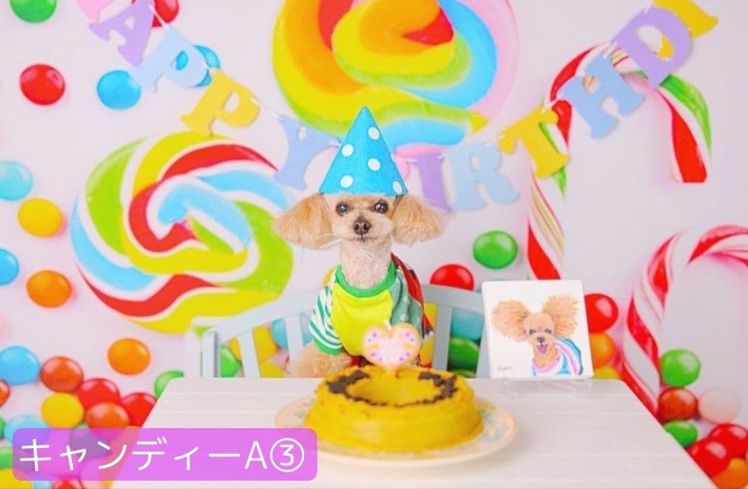 背景布【ハートO】サンプル　ペット撮影用フォトブース　バレンタインデー　縦長