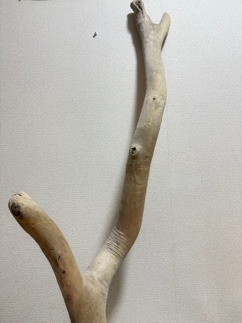 G7 流木　灰汁抜き処理済み　美肌美白特大流木122cm