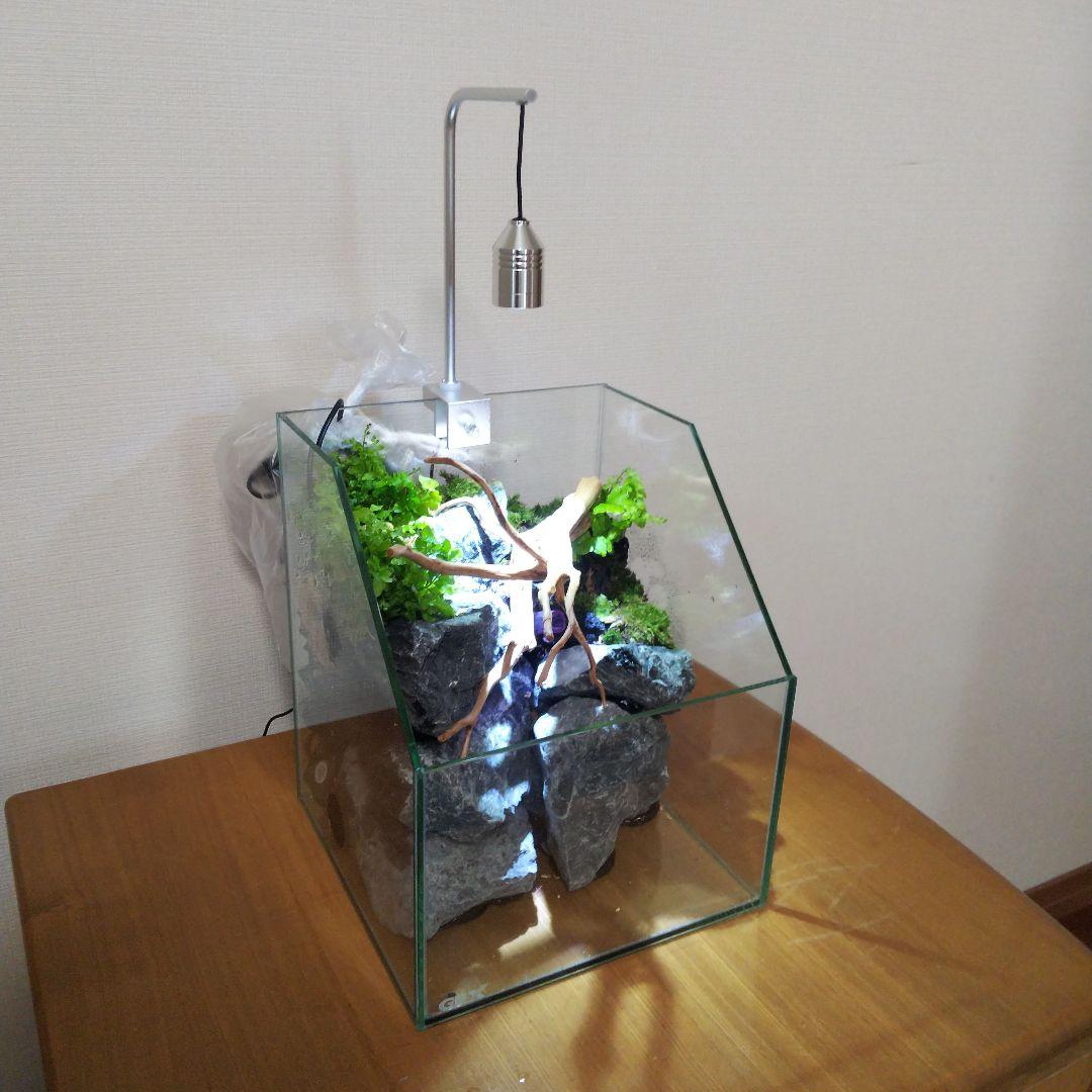 【完成品】 苔テラリウム 苔ボトル ホソバオキナゴケ　アクアテラリウム