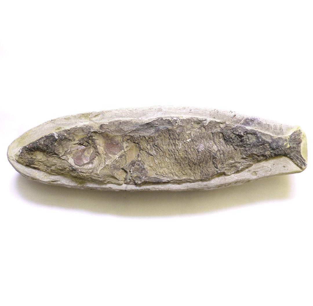 値下げしました！　ブラジル産のレアな古代魚の化石