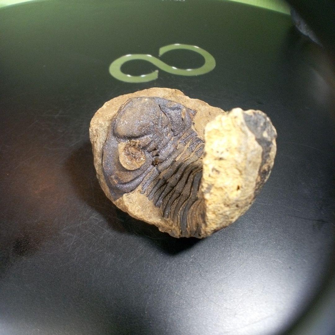 三葉虫　化石　ボリビア産　南アメリカ　trilobite　Bolivia三葉虫⑥